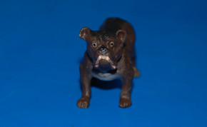 HAUSSER/ELASTOLIN Mass figure hand painted Bulldog * 1920