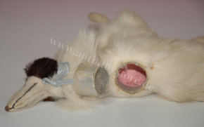 Bersoi doll dog Candybox made of paper mache with real fur & glass eyes * german at 1900