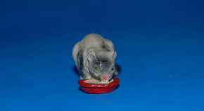 Bodenfund * ELASTOLIN * Katze Milch trinkend