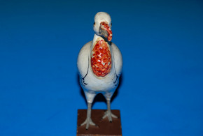 antike Pappmaché Figur * Truthahn * Sonneberg/Rodach um 1860